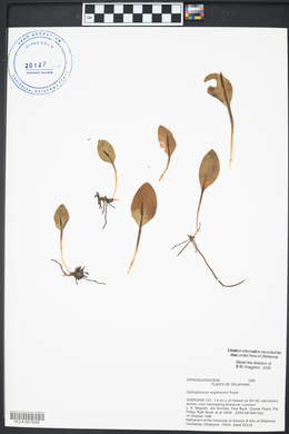 Ophioglossum engelmannii image