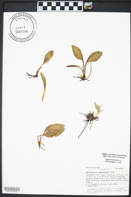 Ophioglossum engelmannii image