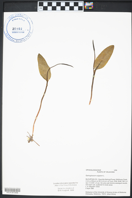 Ophioglossum vulgatum image