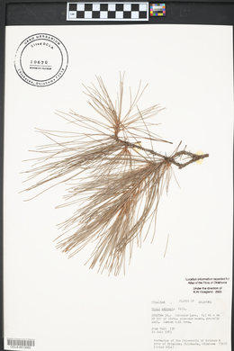 Pinus echinata image