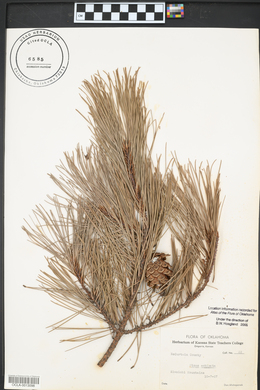 Pinus echinata image