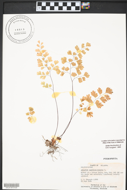 Adiantum capillus-veneris image