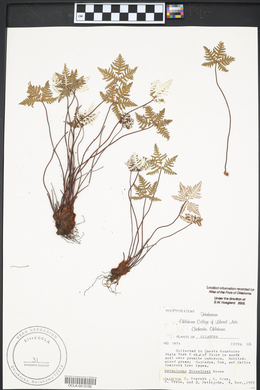 Notholaena standleyi image