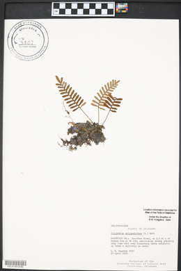 Polypodium polypodioides image