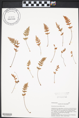 Myriopteris lanosa image