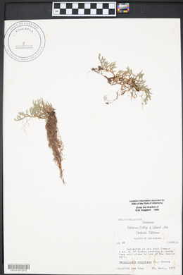 Selaginella rupestris image