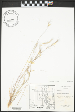 Linum sulcatum image