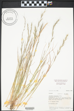 Aristida longespica image