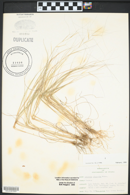 Aristida oligantha image