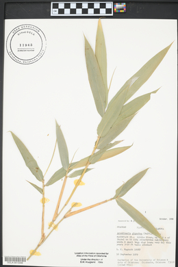 Arundinaria gigantea image