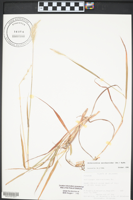 Bothriochloa saccharoides image