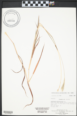 Bothriochloa saccharoides image