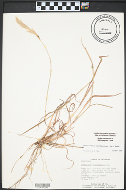 Bothriochloa saccharoides image