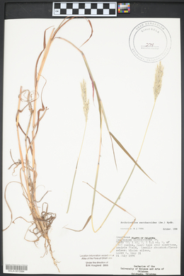 Bothriochloa saccharoides image