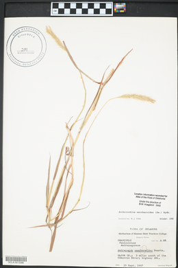 Bothriochloa saccharoides image