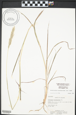 Bothriochloa saccharoides image