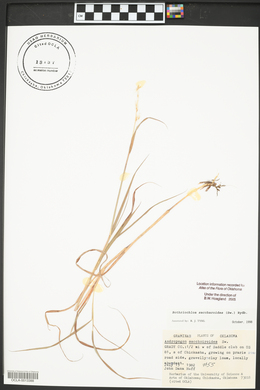 Bothriochloa saccharoides image