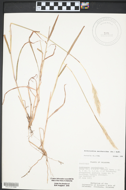 Bothriochloa saccharoides image