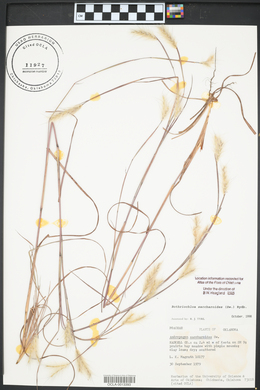 Bothriochloa saccharoides image