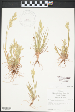 Bromus catharticus image