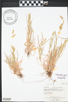 Bromus catharticus image