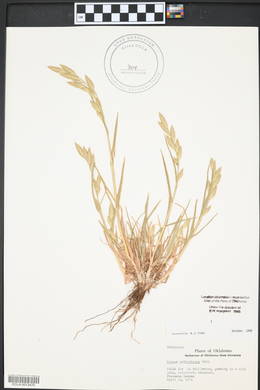 Bromus catharticus image