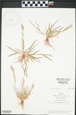 Brassica rapa var. rapa image