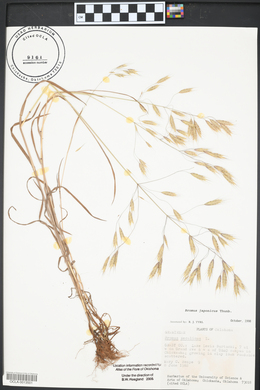 Bromus secalinus image