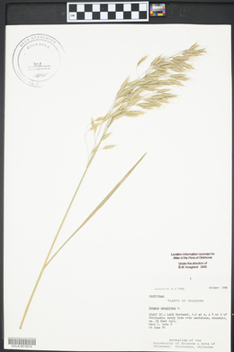 Bromus secalinus image