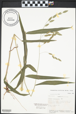 Bromus catharticus image