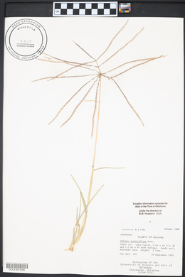 Chloris verticillata image