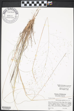 Muhlenbergia capillaris image