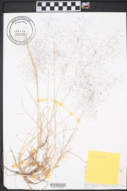 Muhlenbergia pungens image