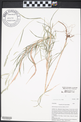 Muhlenbergia racemosa image