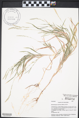 Muhlenbergia racemosa image