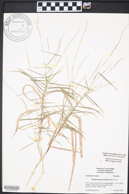 Muhlenbergia sobolifera image