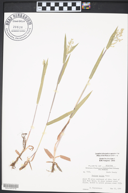 Panicum hallii image