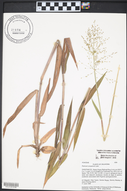 Dichanthelium scribnerianum image