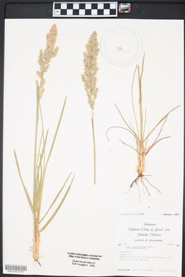 Poa arachnifera image