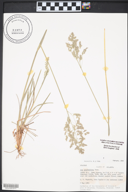 Poa arachnifera image