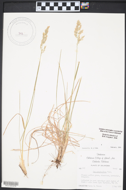 Poa arachnifera image