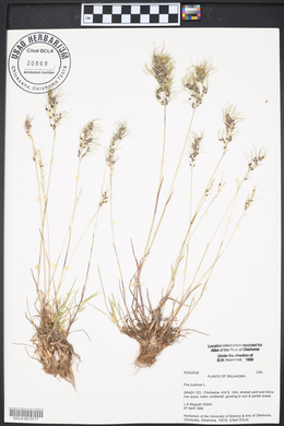 Poa bulbosa image