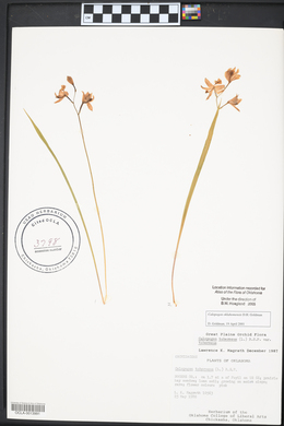 Calopogon oklahomensis image