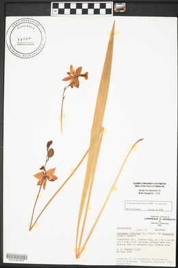 Calopogon tuberosus var. tuberosus image
