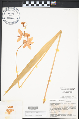 Calopogon tuberosus var. tuberosus image