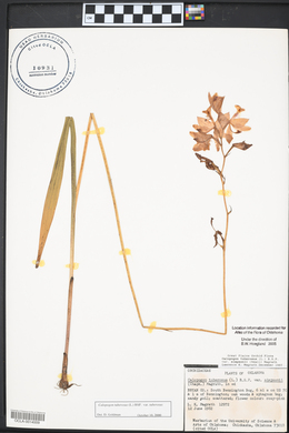 Calopogon tuberosus var. simpsonii image