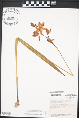 Calopogon tuberosus var. tuberosus image