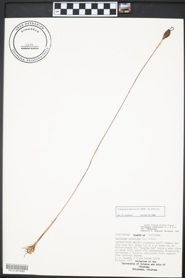 Platanthera ciliaris image