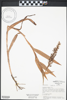 Habenaria repens image