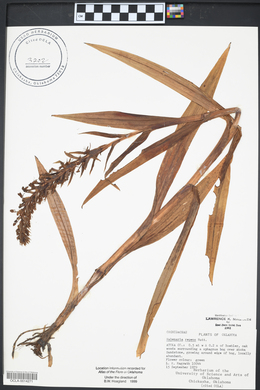 Habenaria repens image